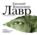 Лавр
