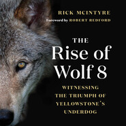 The Rise of Wolf 8 - Witnessing the Triumph of Yellowstone\'s Underdog - Alpha Wolves of Yellowstone: A Trilogy, Book 1 (Unabridged)