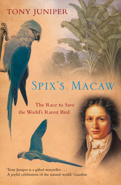 Spix’s Macaw: The Race to Save the World’s Rarest Bird (Tony  Juniper). 