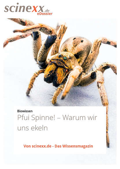 Kerstin  Fels - Pfui Spinne!