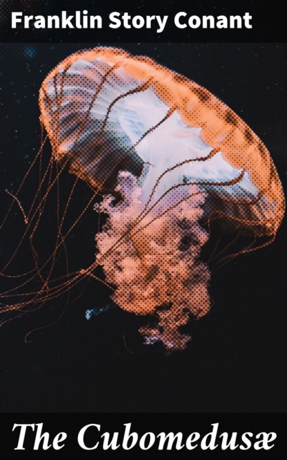 

The Cubomedusæ