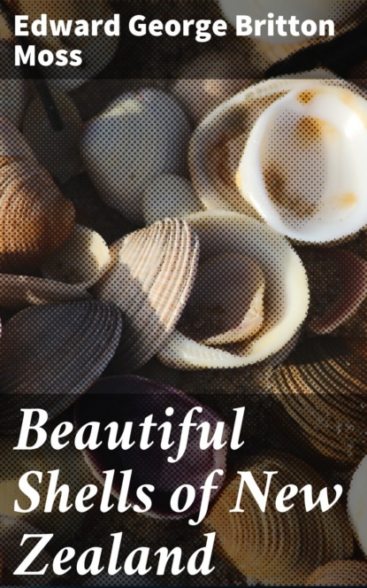 

Beautiful Shells of New Zealand