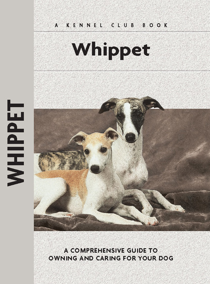 Juliette Cunliffe - Whippet