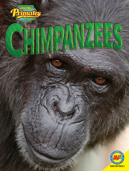 

Chimpanzees