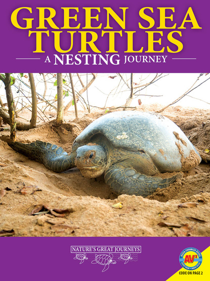 

Green Sea Turtles: A Nesting Journey