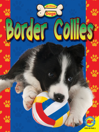 

Border Collies