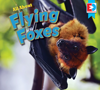 

All About Flying Foxes