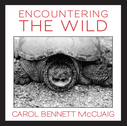 Carol Bennett McCuaig - Encountering the Wild