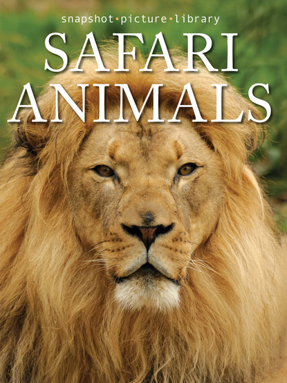 

Safari Animals