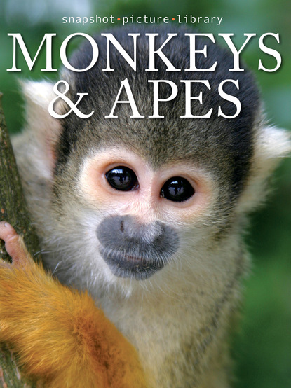 

Monkeys & Apes