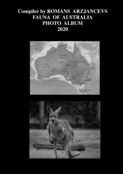 

Fauna of Australia. Photo Album 2020