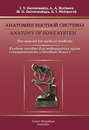 Anatomy of bone system. The manual for medical students \/ Анатомия костной системы. Учебное пособие для медицинских вузов