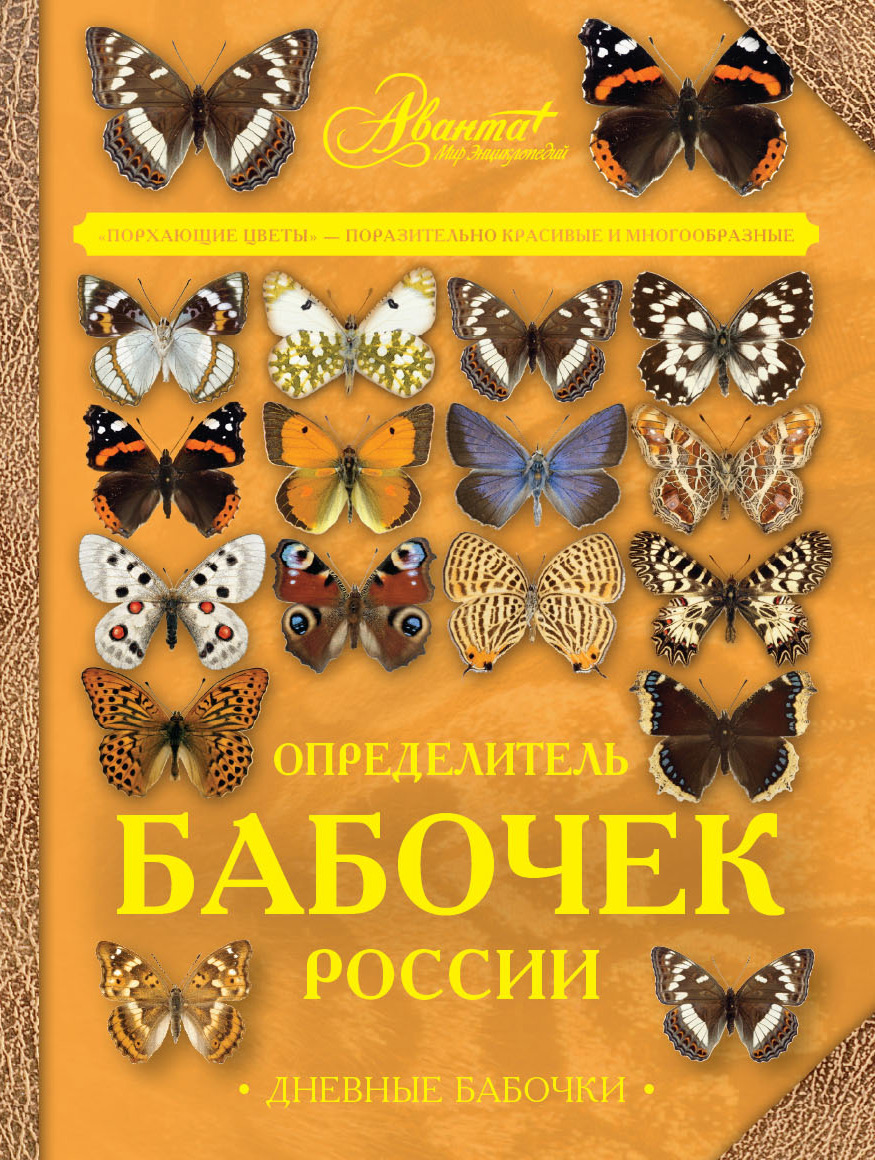 Бабочки в центральной россии фото названия